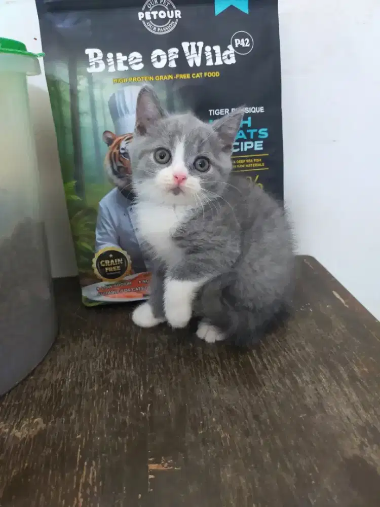 Kucing bsh British shorthair bicolour blue