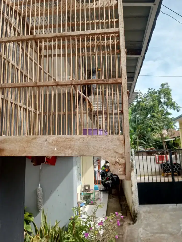 Burung jalak berikut kandang