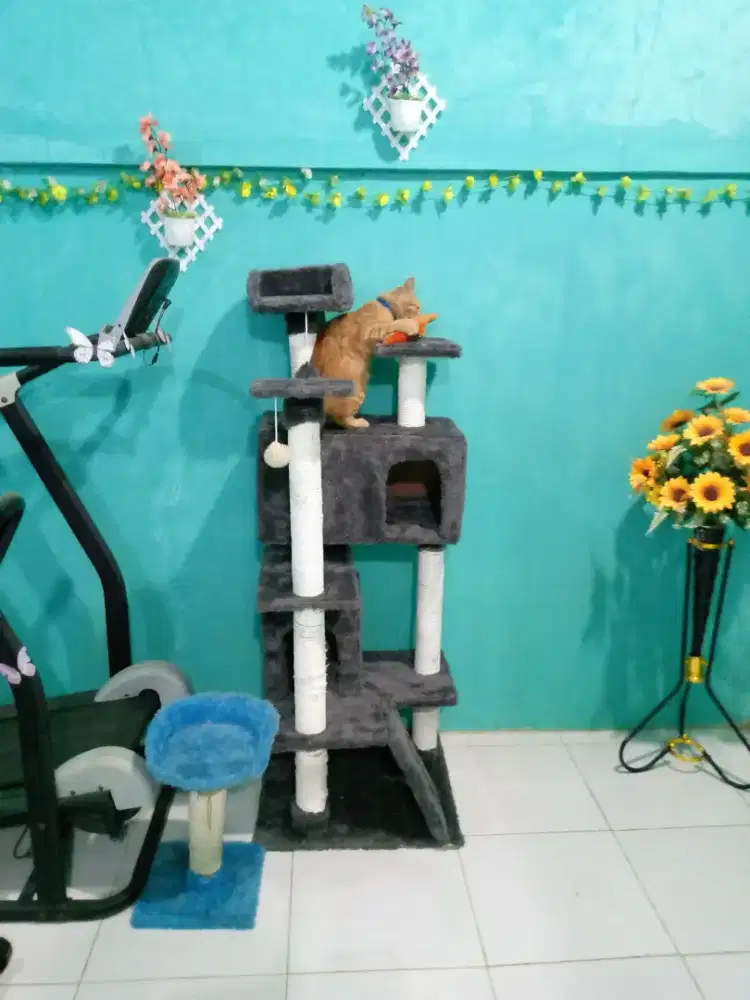 Mainan rumah kucing