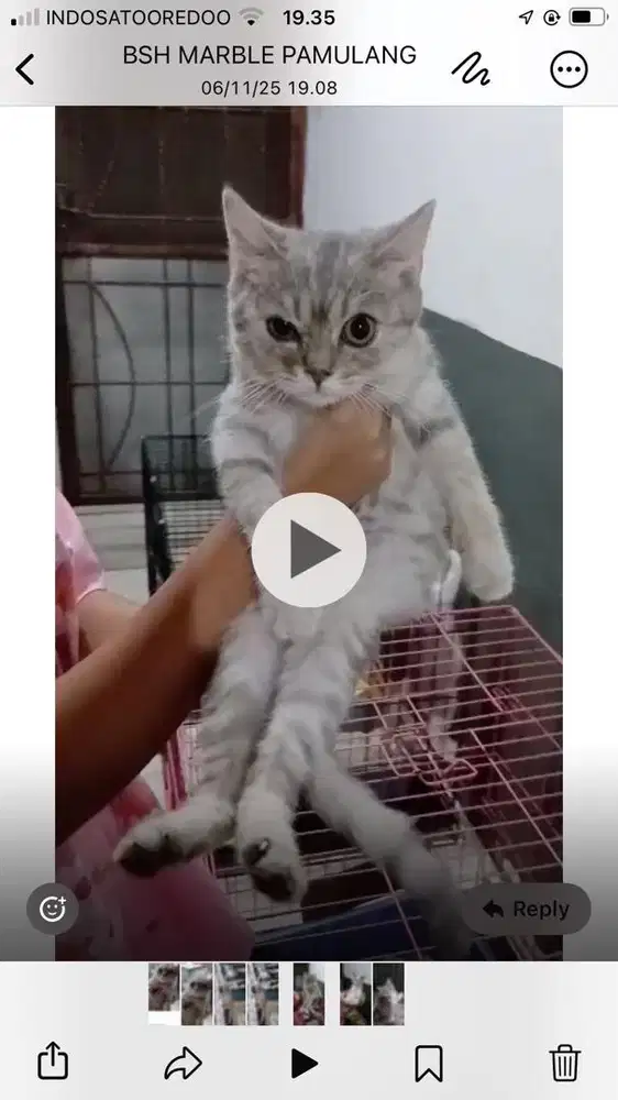 BSH British Short Hair Silver (Mujair) Non Ped