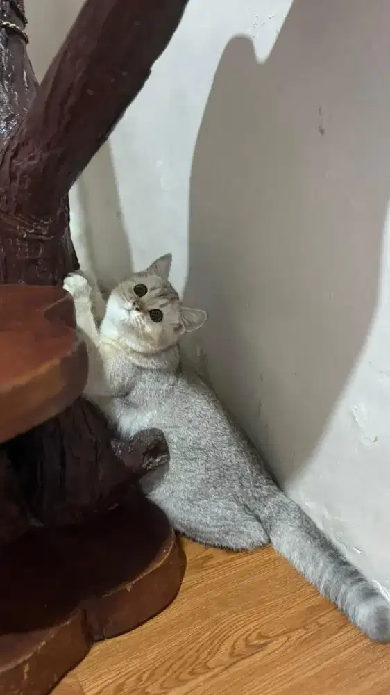 british shorthair betina kitten silver