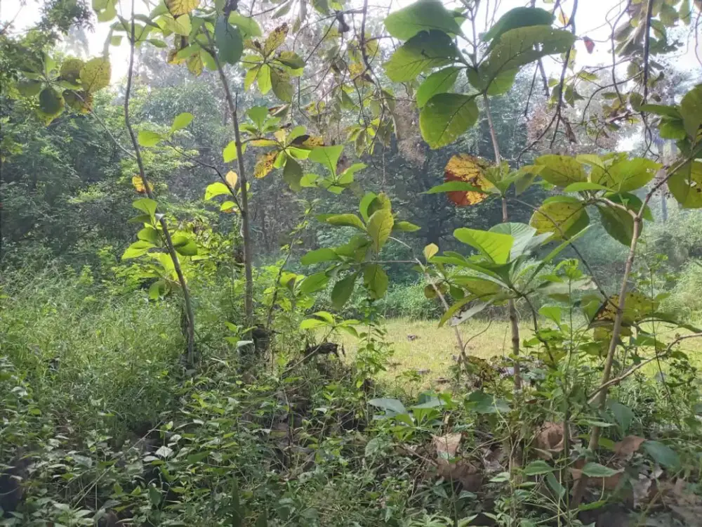 Dijual Tanah di Nol Jalan Raya Prunggahan Kulon Tuban