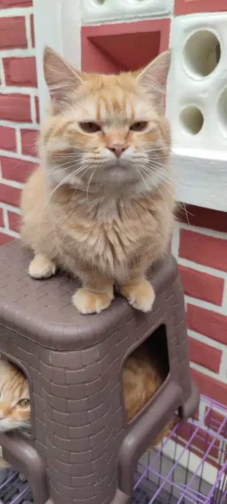 Kucing Munchkin Cebol