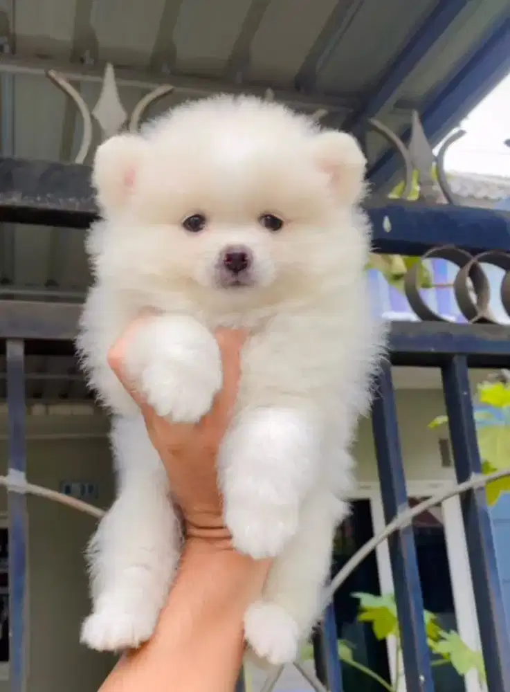 Super mini Pom. Female