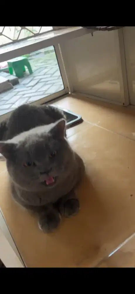 Penjantan british shorthair bsh 3 tahun jago kimpoy