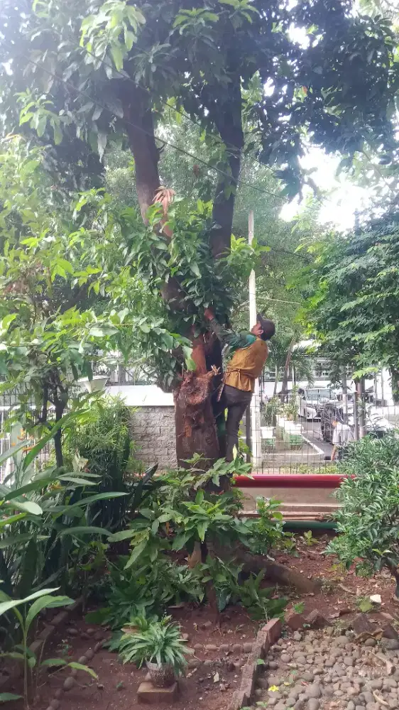 Jasa potong rumput dan jasa tebang pohon