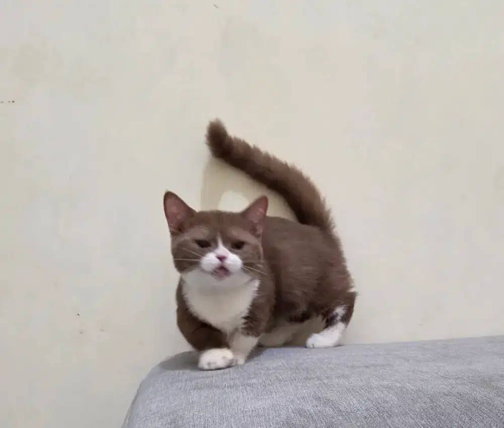 Munchkin bsh cinnamon bicolor