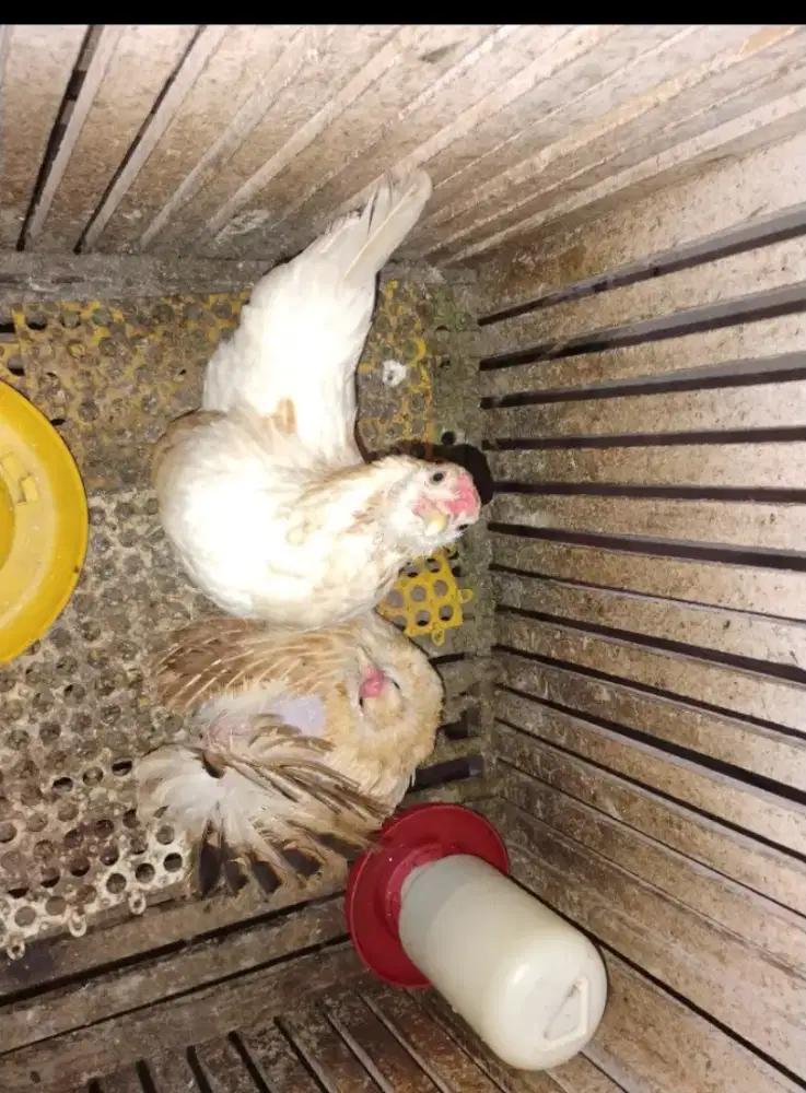 Ayam Kate/Serama Betina