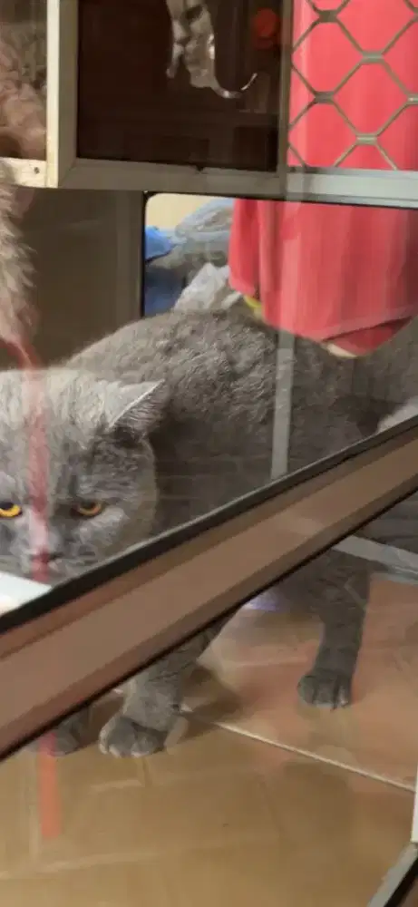 Pejantan british shorthair 3 tahun jago kimpoy