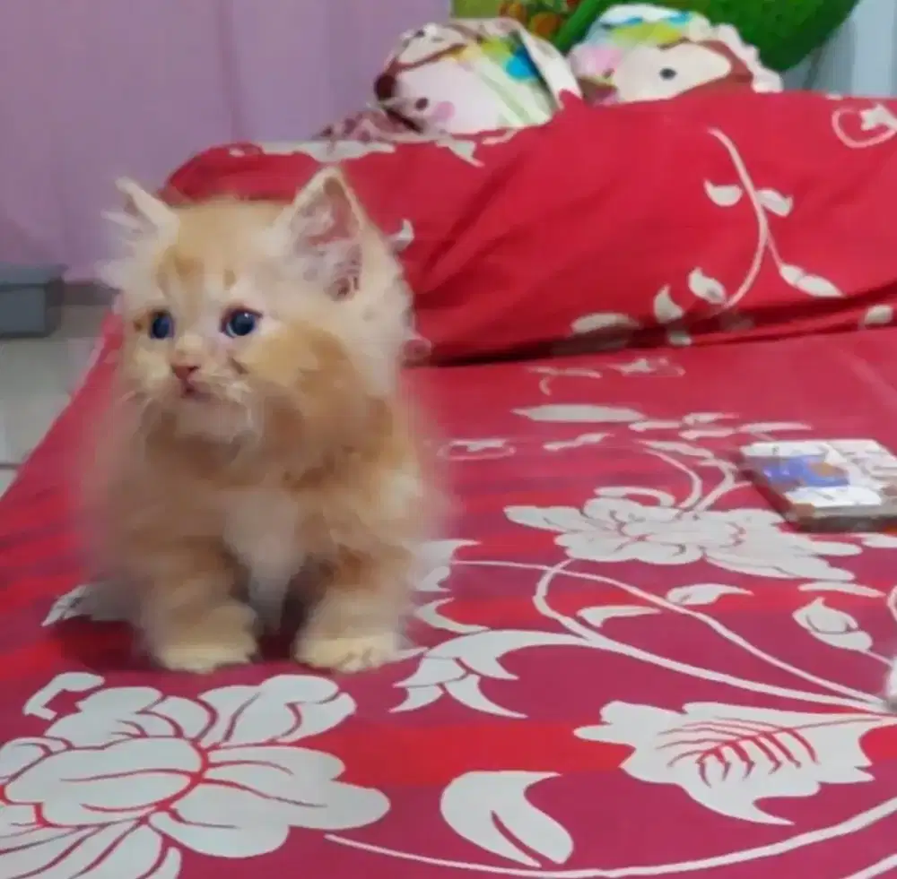 Munchkin BLH Male Line Ped Super cebol