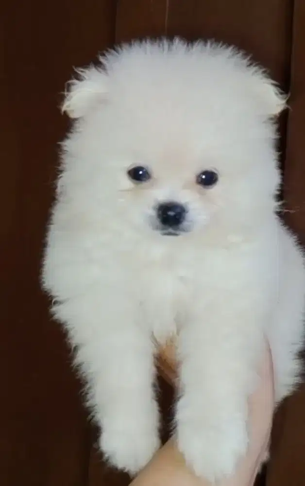 Supermini POM female