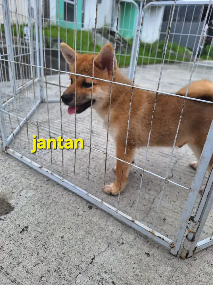 Buy 1 get 1 shiba inu free poodle