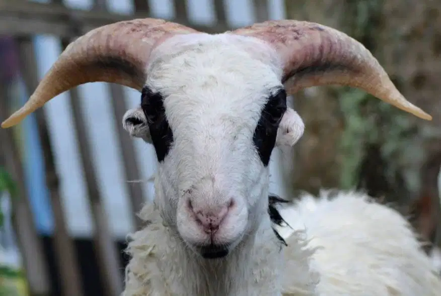 5 ekor domba garut jantan 10-12 bln 25-30 kiloan siap ternak jamin top