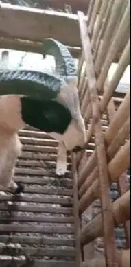 5 ekor domba garut jantan 10-12 bln 25-30 kiloan siap ternak jamin top