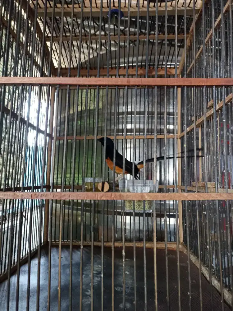 Murai Batu Deker / mapan