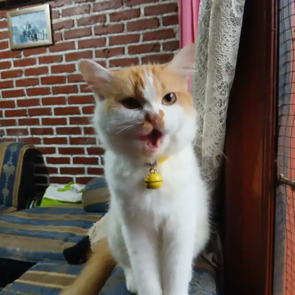 Lepas Adopsi Kucing Betina