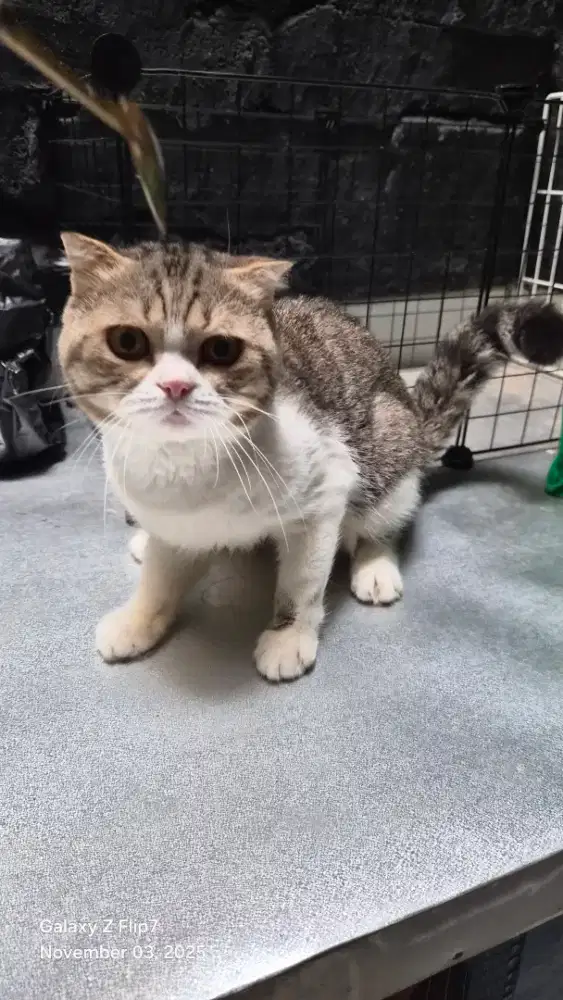 Jasa Pacak Kucing BSH Scottish Fold