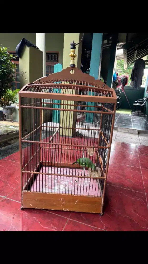 Burung Pemakan Pisang