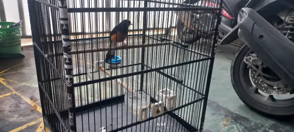 Murai seri F4 gacor dor