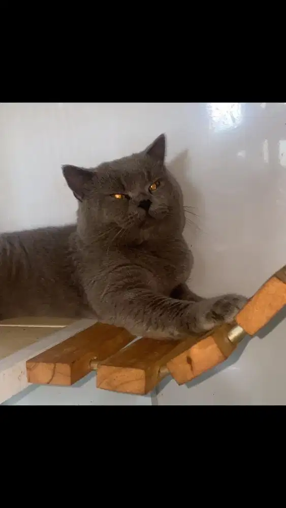 Pacak british short hair bsh blue solid