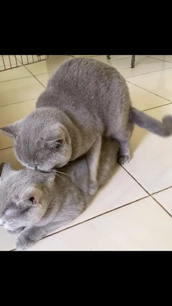 Pacak british short hair bsh blue solid