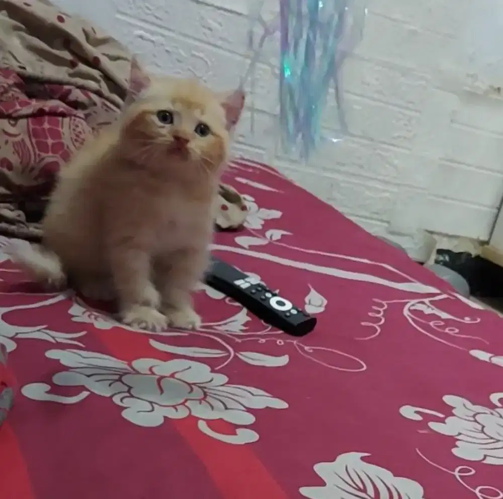 BSH Bico Red Male Line Ped ( sisa jantan )