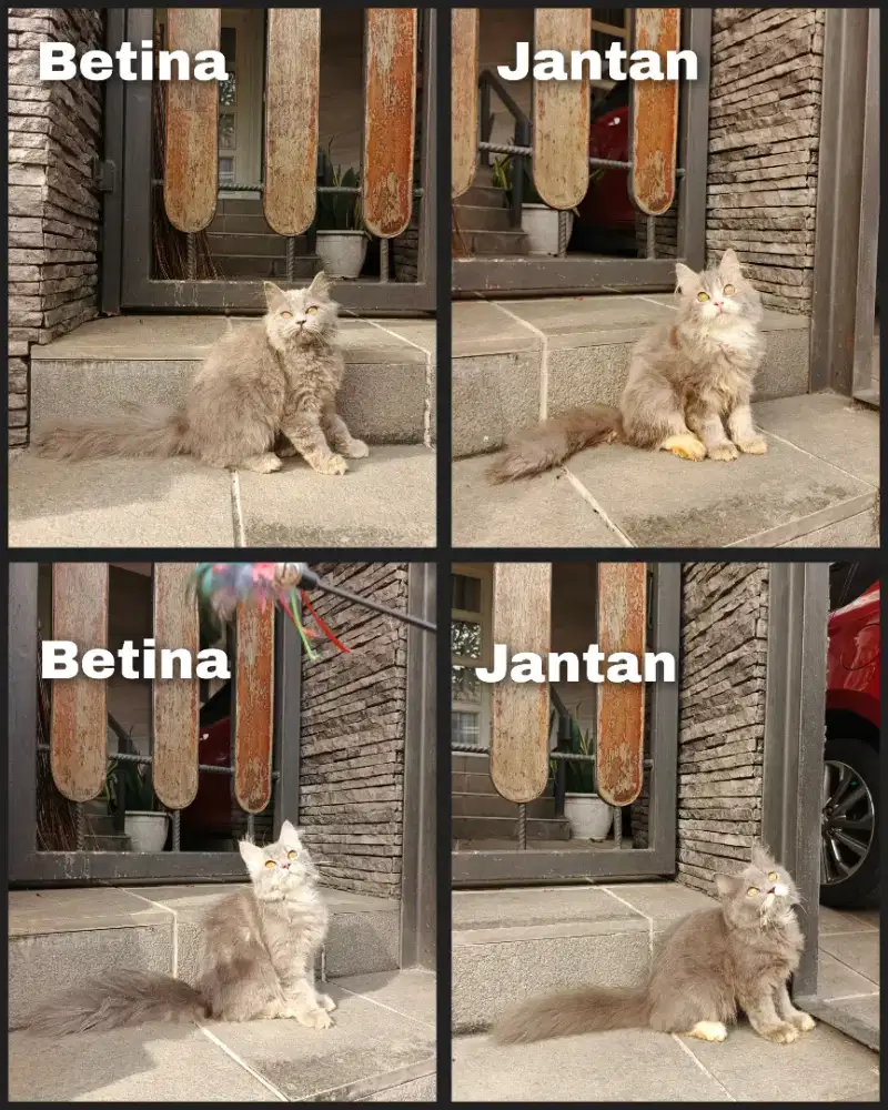 Kitten persia longhair warna bagus
