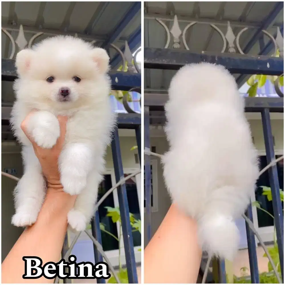 Mini pom betina non stambum