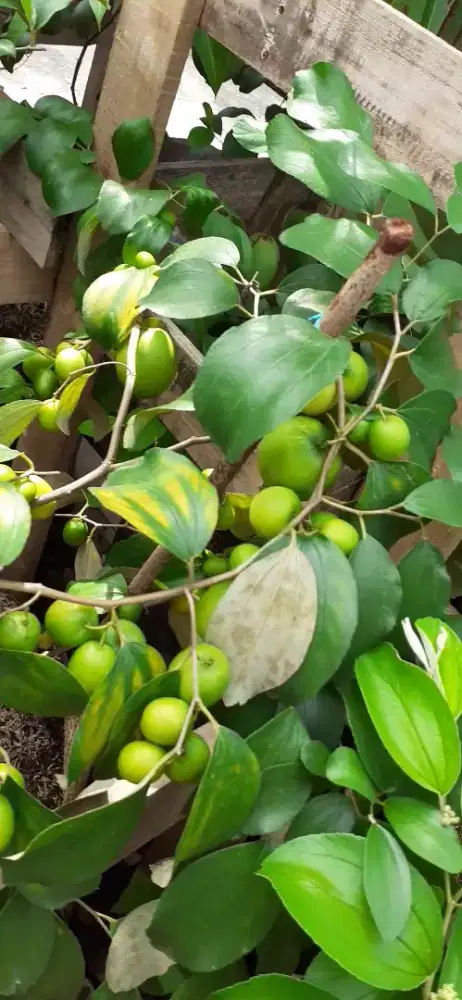 Bibit tanaman buah apel putsa