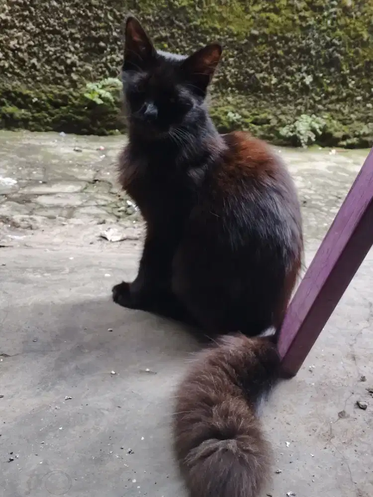 Kucing Maincone mix jantan