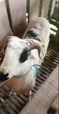 5 ekor domba garut jantan 10-12 bln 25-30 kiloan siap ternak rawatan