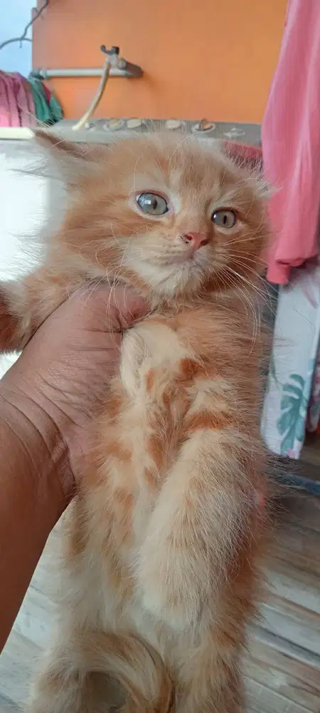 Kitten Persia Jantan - 2,5 Bulan