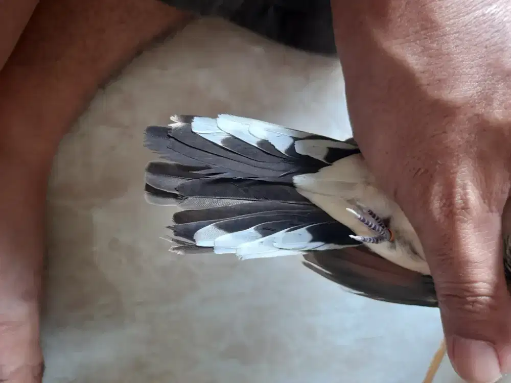 Perkutut Katuranggan Satrio Wirang/Ekor 16 + Kembang Suruh