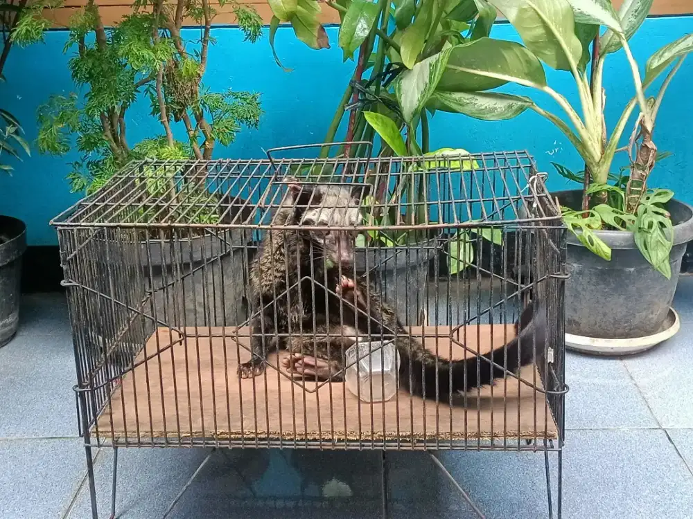 di jual cepat musang pandan