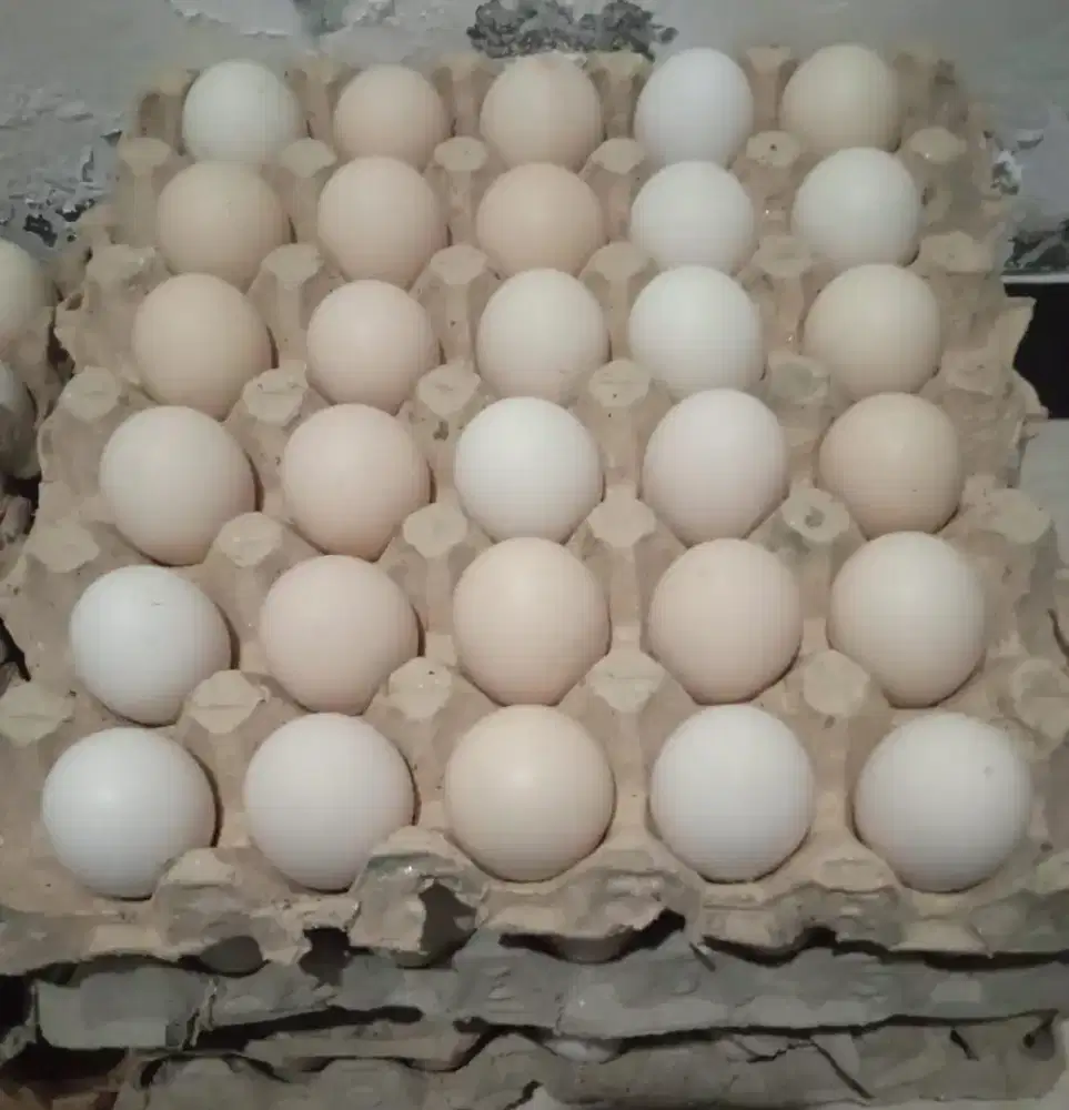 Telur ayam kampung biasa dan omega