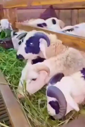 5 ekor domba garut jantan 10-12 bulanan 25-30kiloan siap ternak manteb