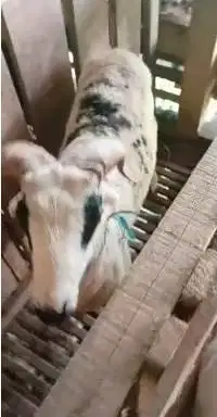 5 ekor domba garut jantan 10-12 bulanan 25-30kiloan siap ternak manteb