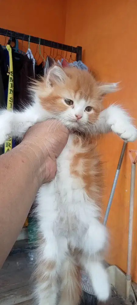 Kitten Persia Betina - 2,5 Bulan