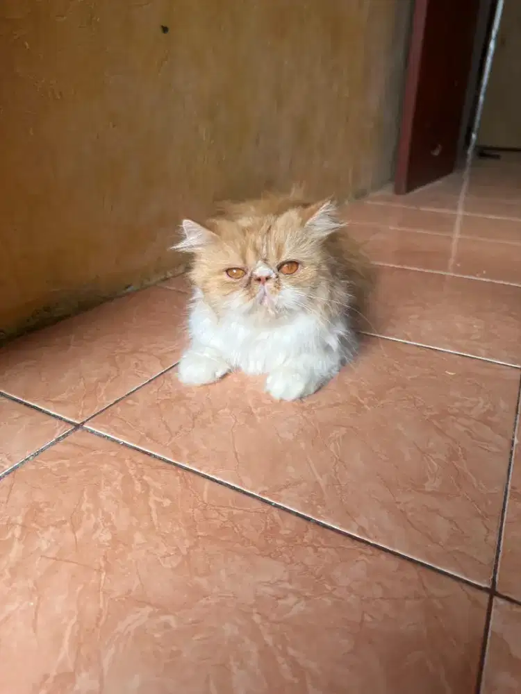 Kucing persia peaknose betina dewasa(harga udah net)