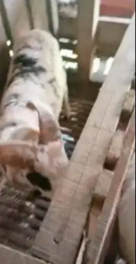 4 ekor domba garut jantan 10-12 bln 25-30 kiloan siap ternak rawatan