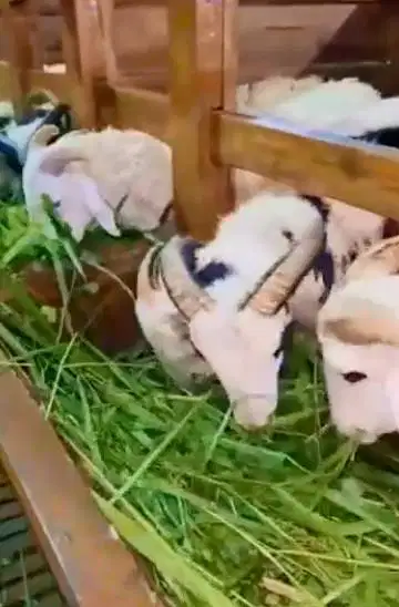 4 ekor domba garut jantan 10-12 bln 25-30 kiloan siap ternak rawatan