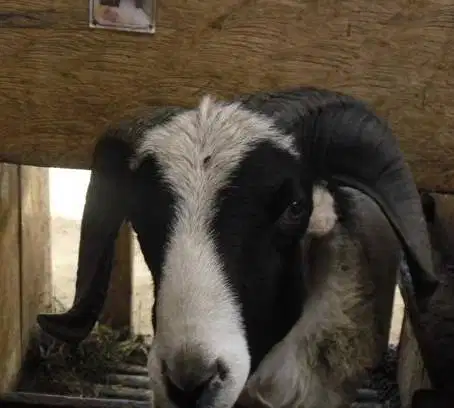 4 ekor domba garut jantan 10-12 bln 25-30 kiloan siap ternak rawatan