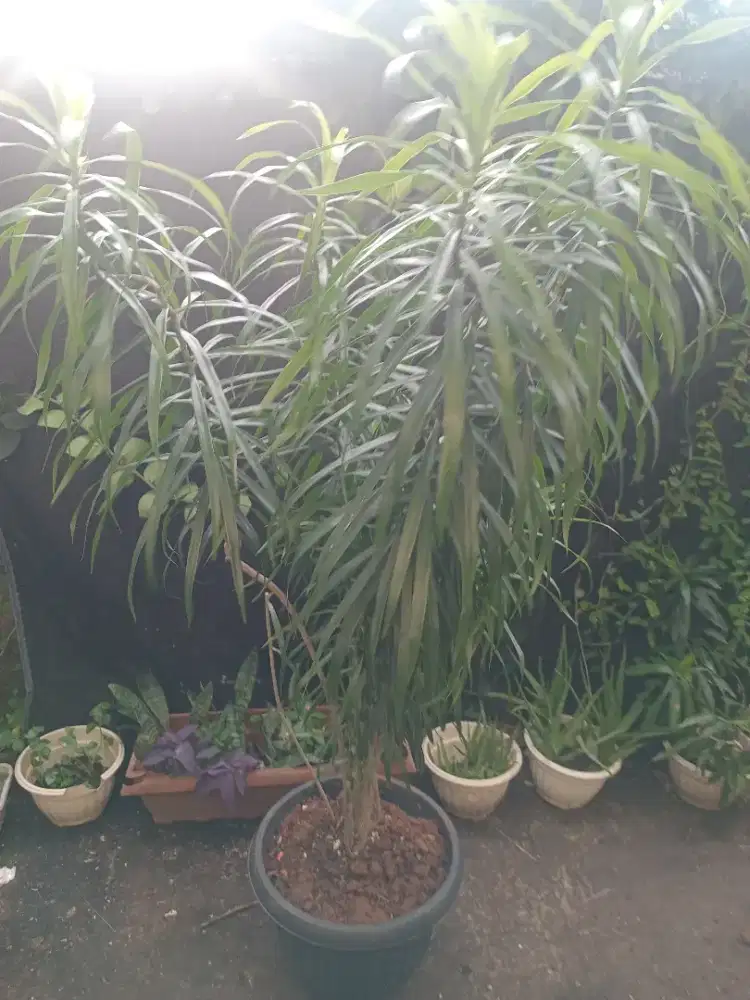 Pohon suji pewarna alami makanan