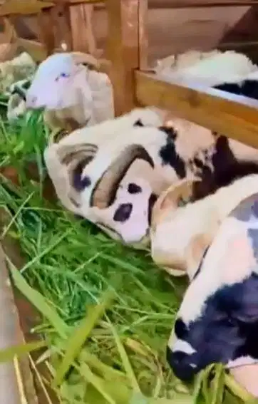 4 ekor domba garut jantan 10-12 bln 25-30kiloan siap budidaya ternak