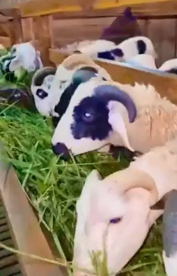 4 ekor domba garut jantan 10-12 bln 25-30 kiloan siap ternak digemukin