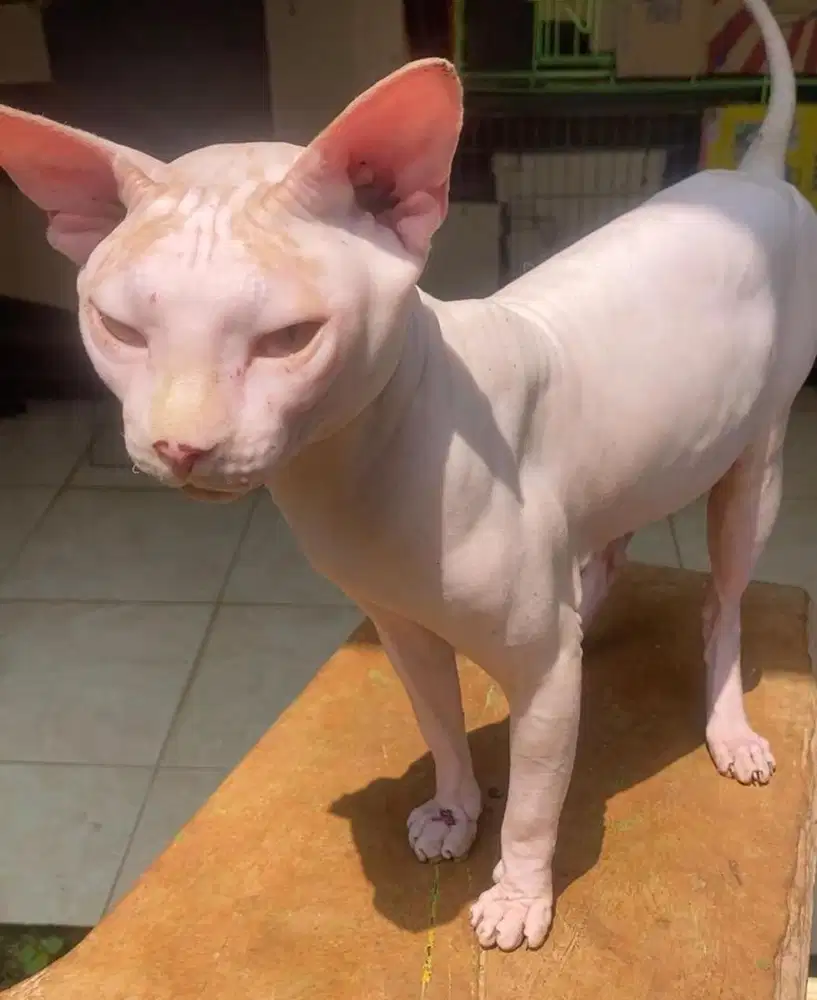 Pacak sphynx hairless