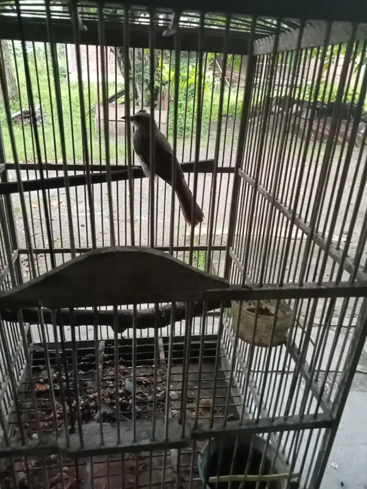 Burung trucuk open tahunan