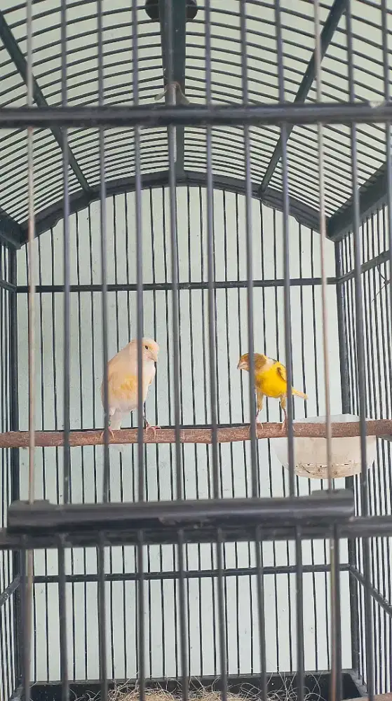 Jual betina AF murah 150 rb