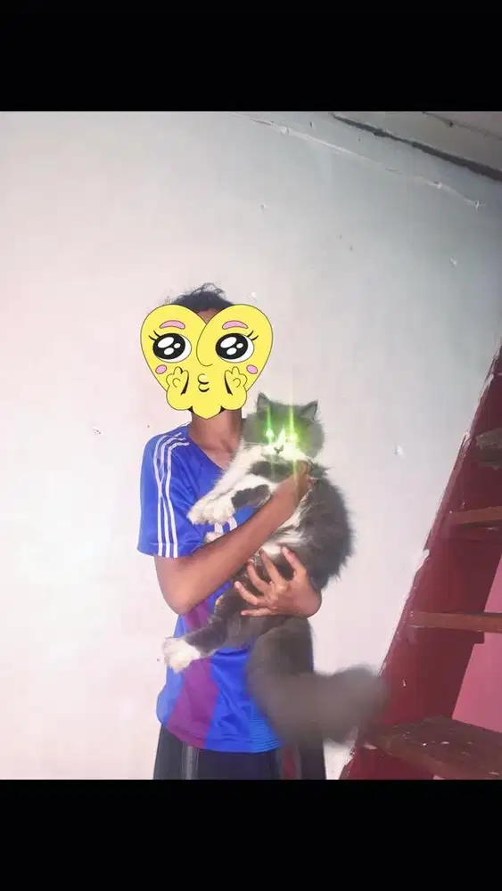 kucing persia medium jantan