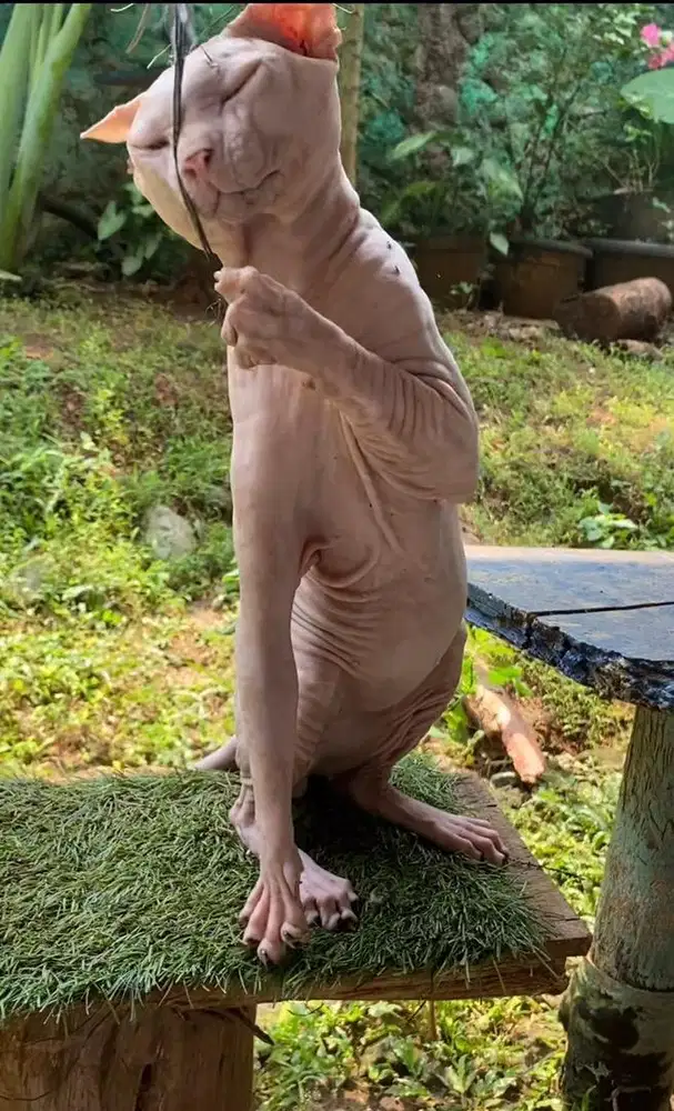 Pacak sphynx hairless